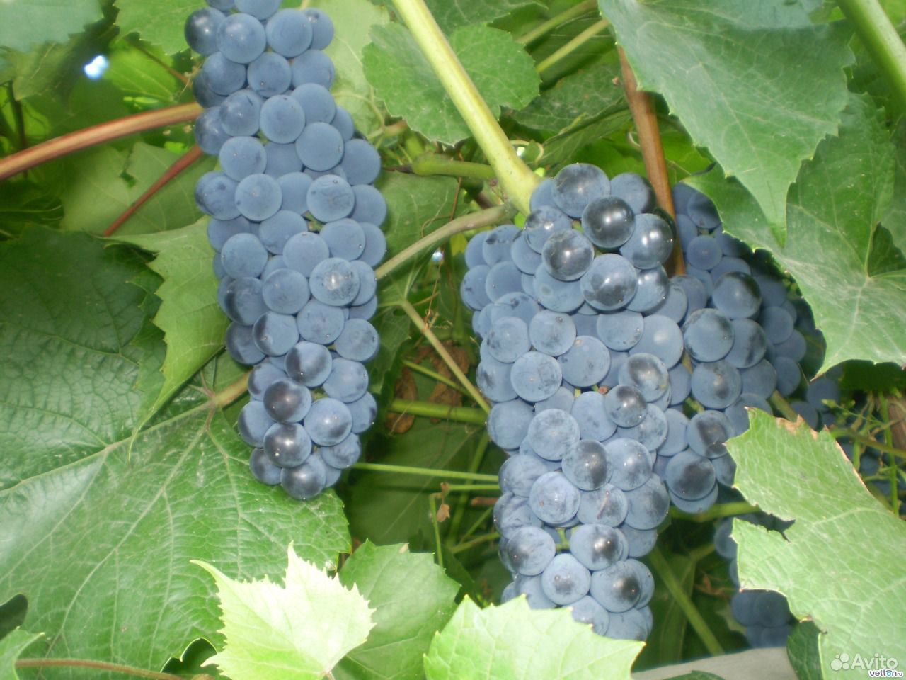 Виноград плодовый Изабелла
