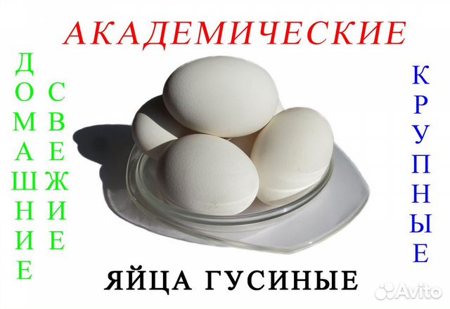 Где Можно Купить Гусиные Яйца В Михайловске