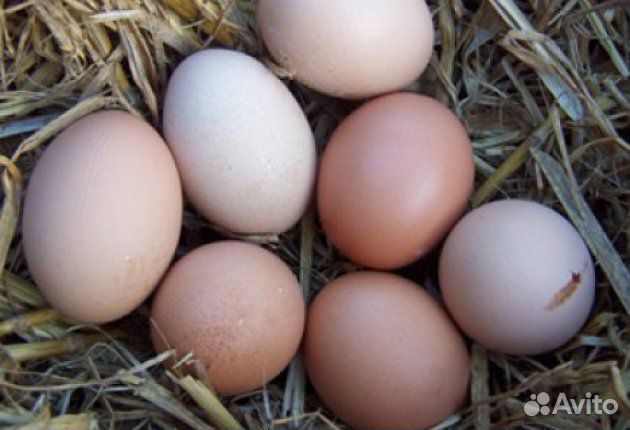 Яйцо куриное фермерское домашнее купить на Зозу.ру - фотография № 1