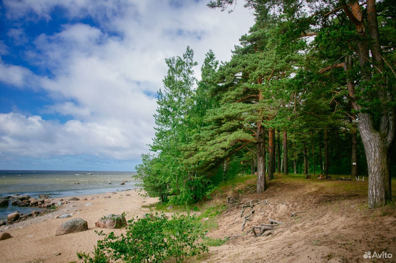 Зеленогорск берег финского залива