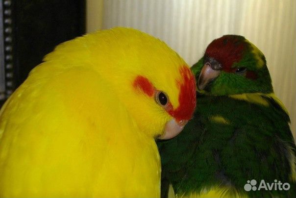 Птенцы Какарики попугаи для обучения "разговору" купить на Зозу.ру - фотография № 7