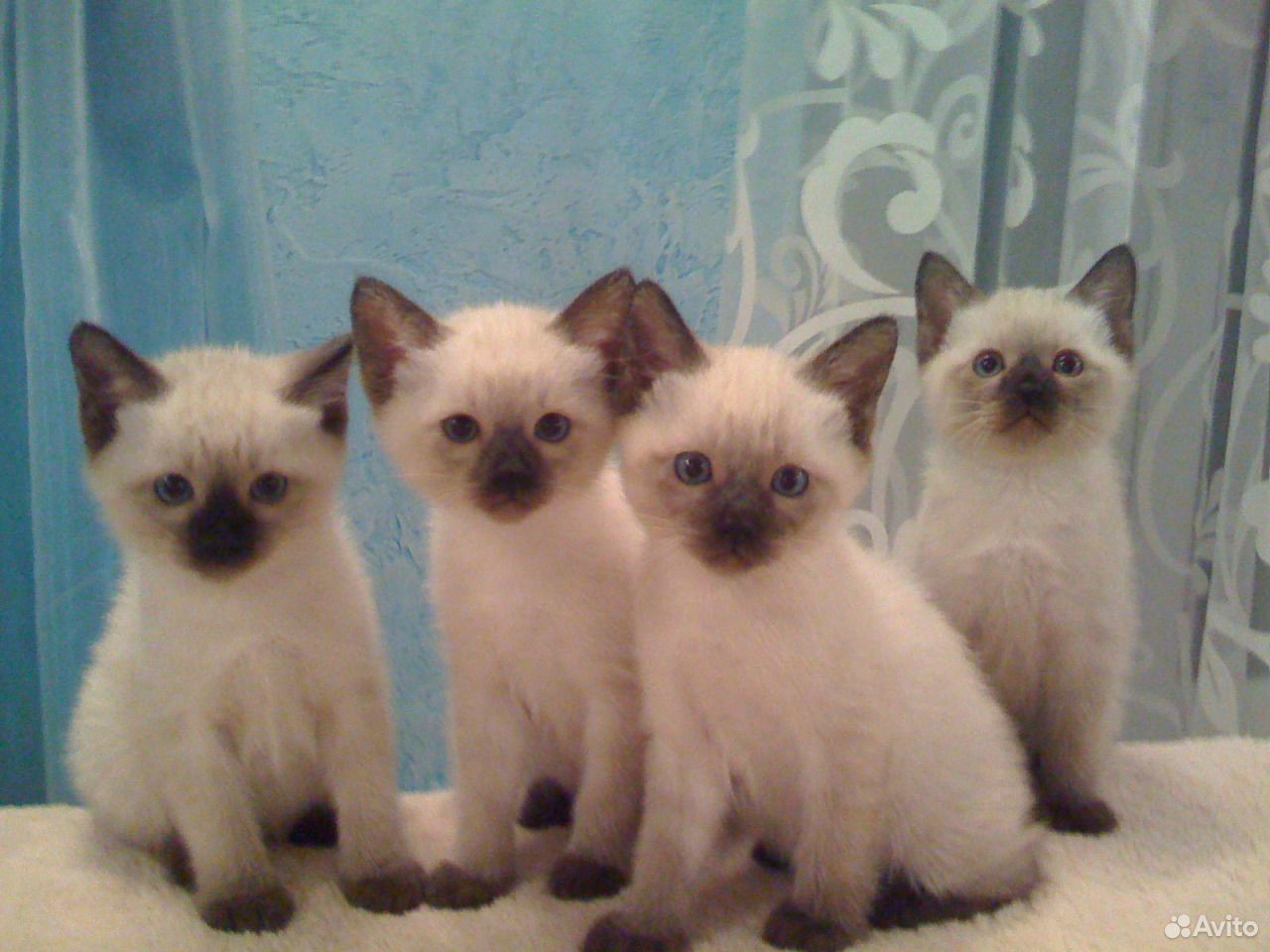 Авито породы кошек. Сиамские тайские котята. Сиамская кошка чистокровная и тайская. Чистокровные тайские котятами. Московская Сиамская.