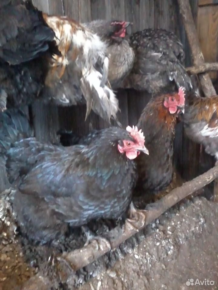 Крупные цыплята купить на Зозу.ру - фотография № 4