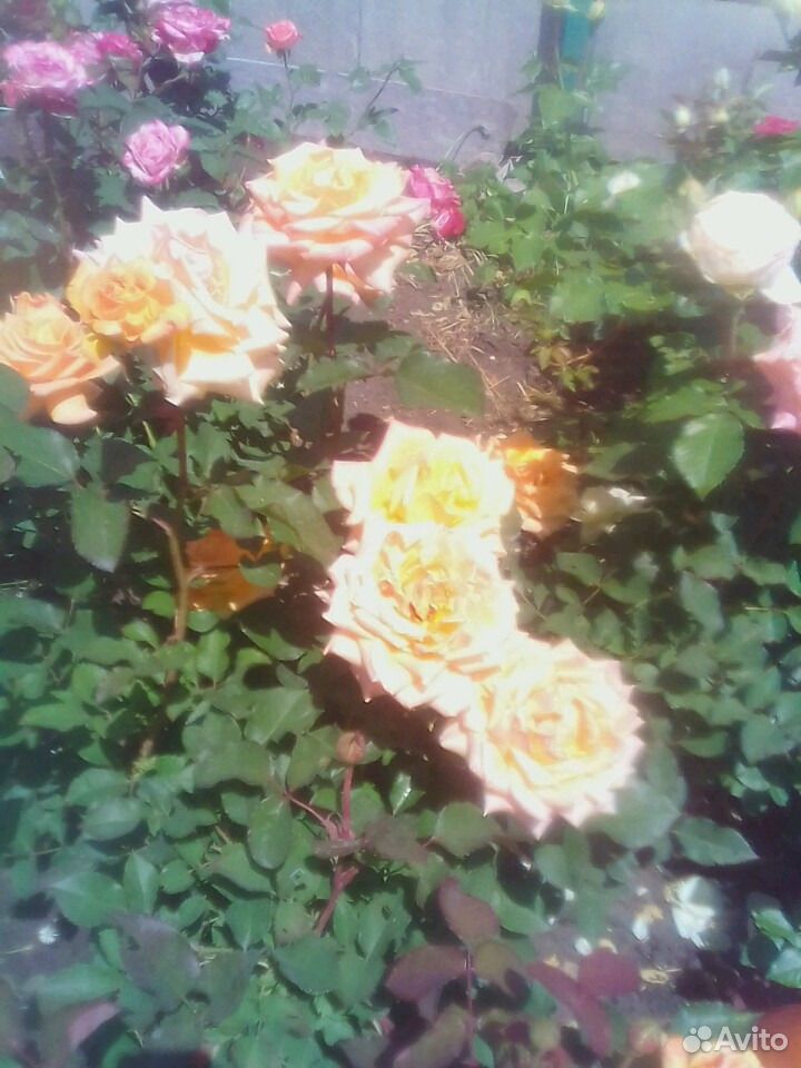 Розы живые цветы купить на Зозу.ру - фотография № 3