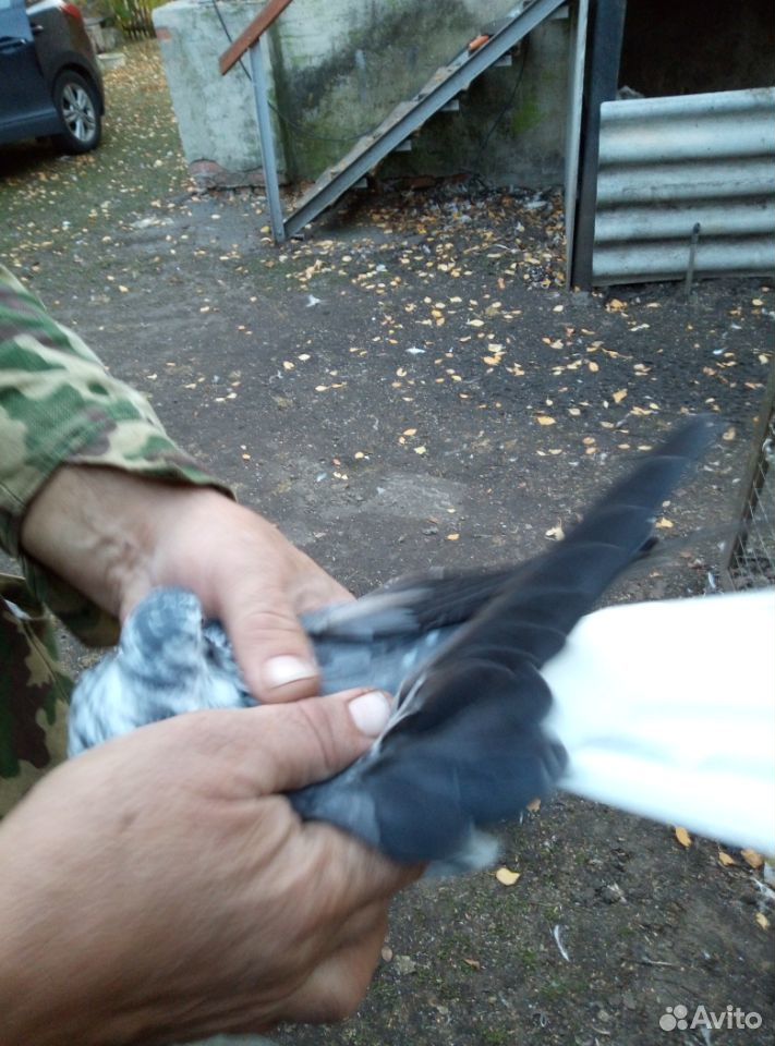Продаются николаевские голуби купить на Зозу.ру - фотография № 9