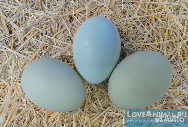 Инкубационное яйцо породистых кур купить на Зозу.ру - фотография № 1
