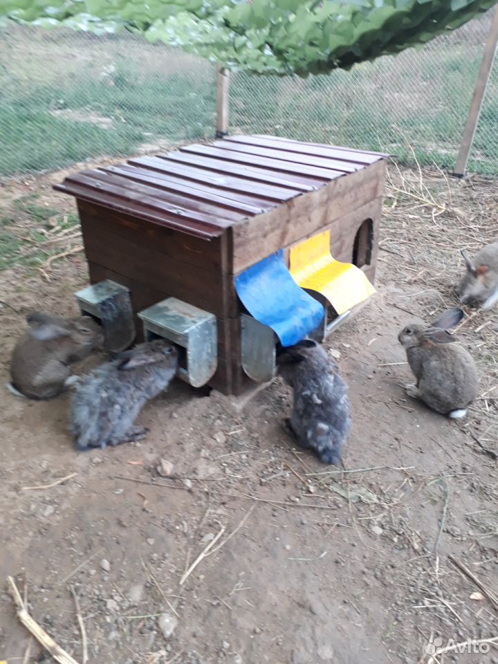 Мясо кролика, домашние яйца купить на Зозу.ру - фотография № 2
