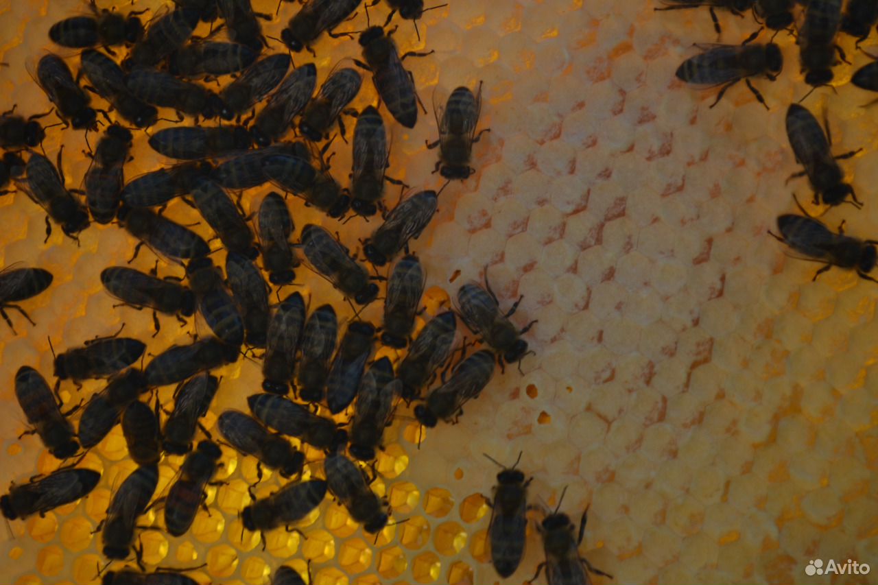 Продаются пчелосемьи купить на Зозу.ру - фотография № 3