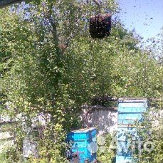 Продам семьи пчел купить на Зозу.ру - фотография № 1