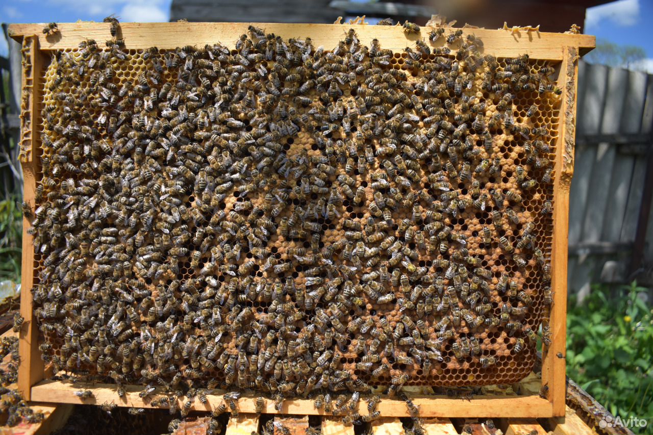 Пчелопакет. Пчелопакетов. Сельхоз животные и пчелы. Пчелопакеты фото. Пчелопакеты 2024 в краснодарском крае купить