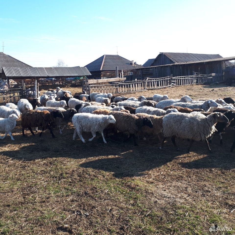 Продажа лошадей, овец, баранов купить на Зозу.ру - фотография № 2