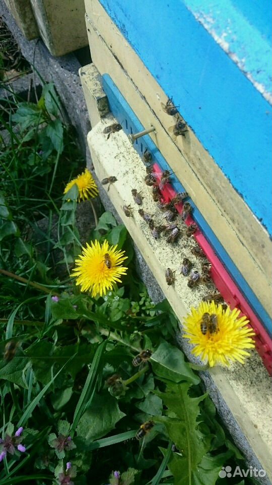 Пчеловодный павильон на 30 пчелосемей на базе авто купить на Зозу.ру - фотография № 4