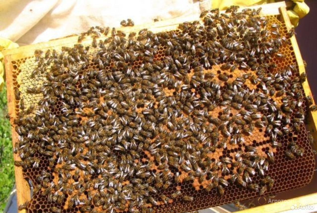 Пчёлы (пчелосемьи) купить на Зозу.ру - фотография № 1