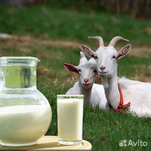 Продам молодую дойную козу купить на Зозу.ру - фотография № 1