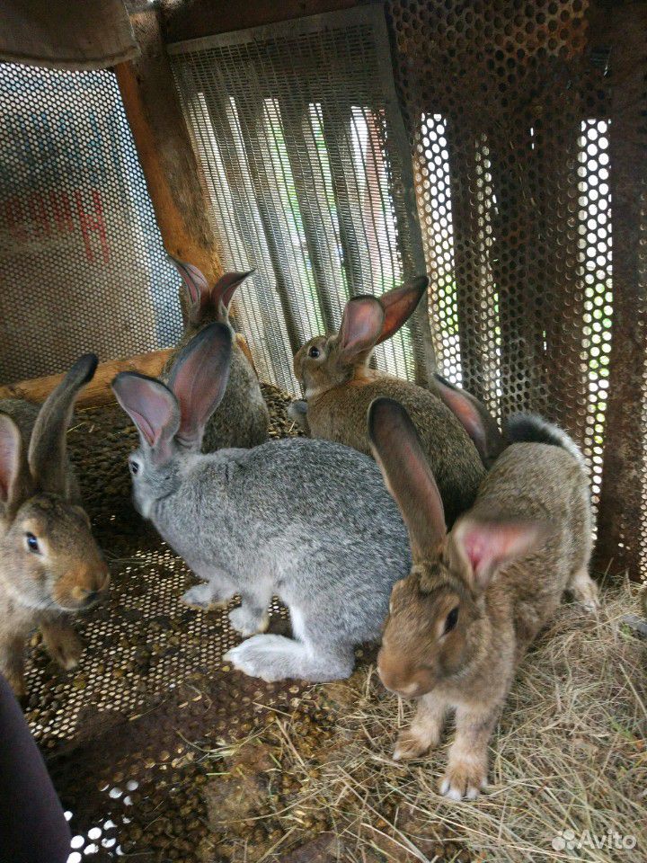 Кролики на племя (молодняк) купить на Зозу.ру - фотография № 2