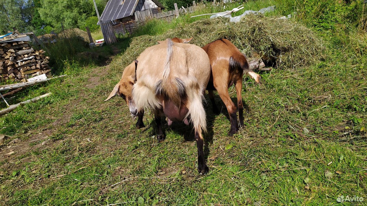 Коза чешская, огуляная купить на Зозу.ру - фотография № 3