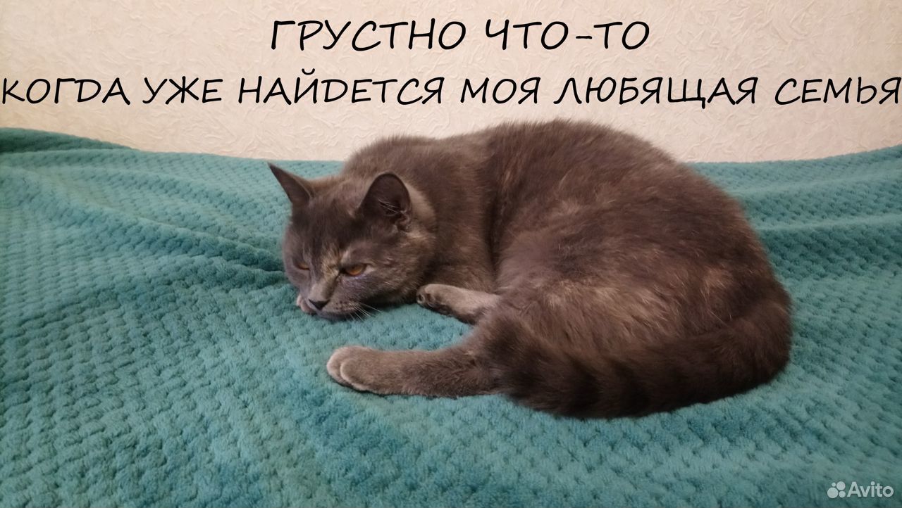 Роскошная кошка - плюшка Буля для лучших людей купить на Зозу.ру - фотография № 2