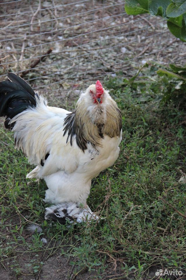 Цыплята породы фавероль красивые И продуктивные купить на Зозу.ру - фотография № 9