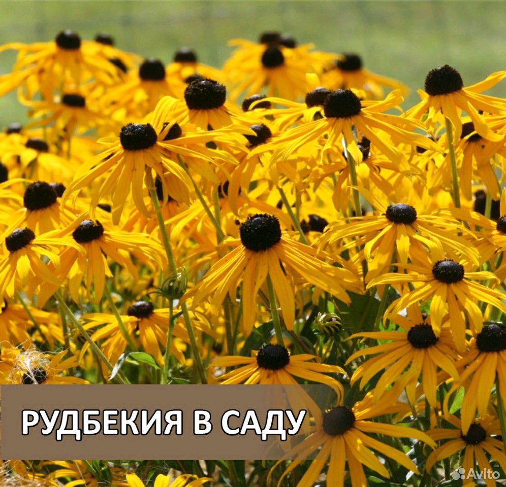 Садовые цветы купить на Зозу.ру - фотография № 4