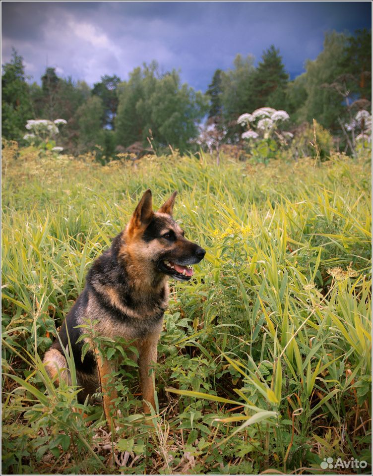 Собака в деревню купить на Зозу.ру - фотография № 1
