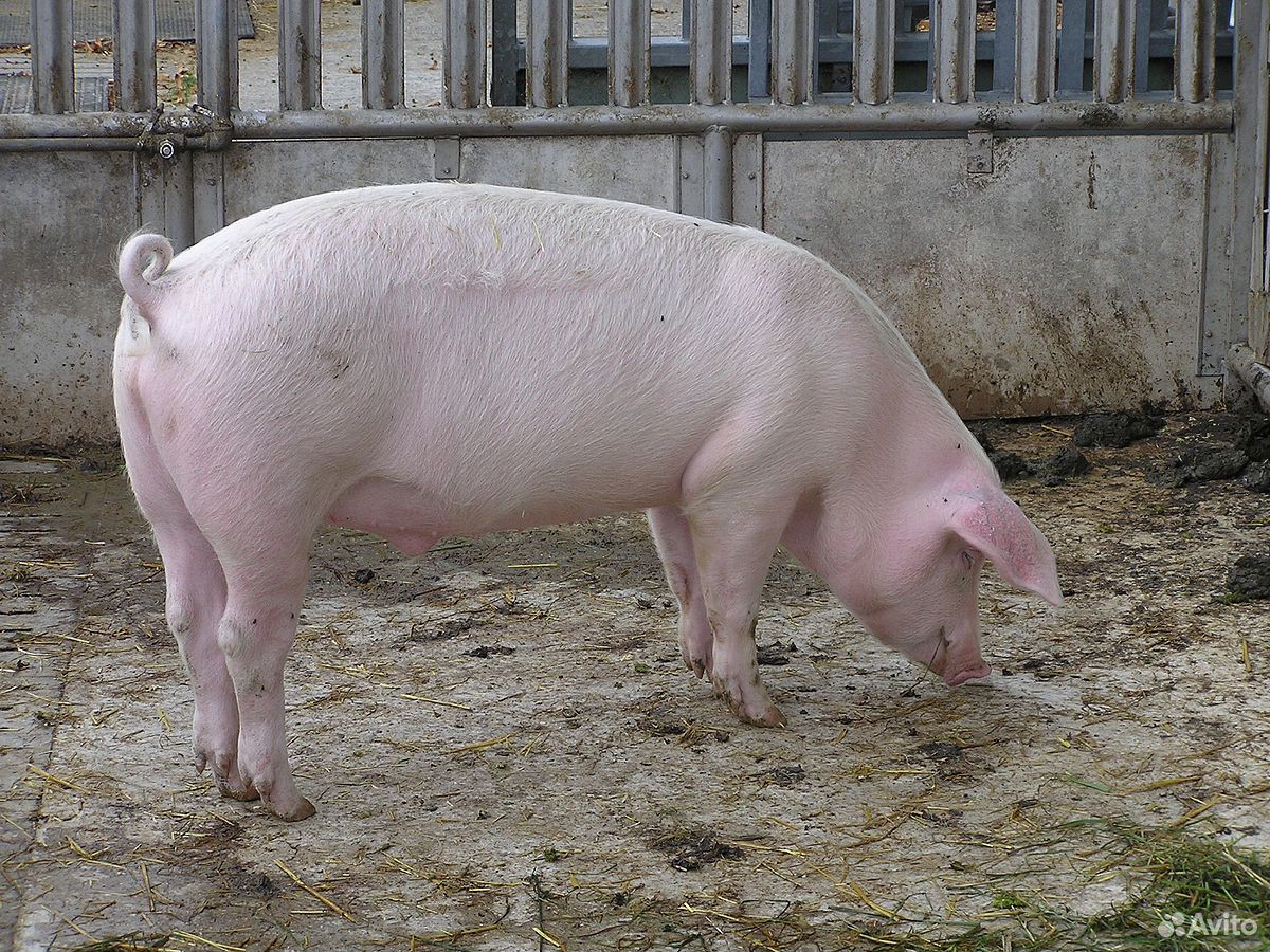 Продаю свиней на мясо, живым весом. Свиньи крупные купить на Зозу.ру - фотография № 1