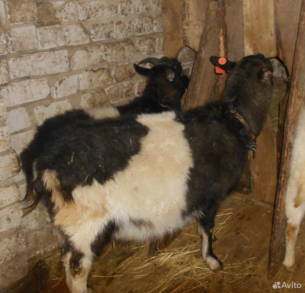 Породистые козы,Зааненские,рождены без рог купить на Зозу.ру - фотография № 2