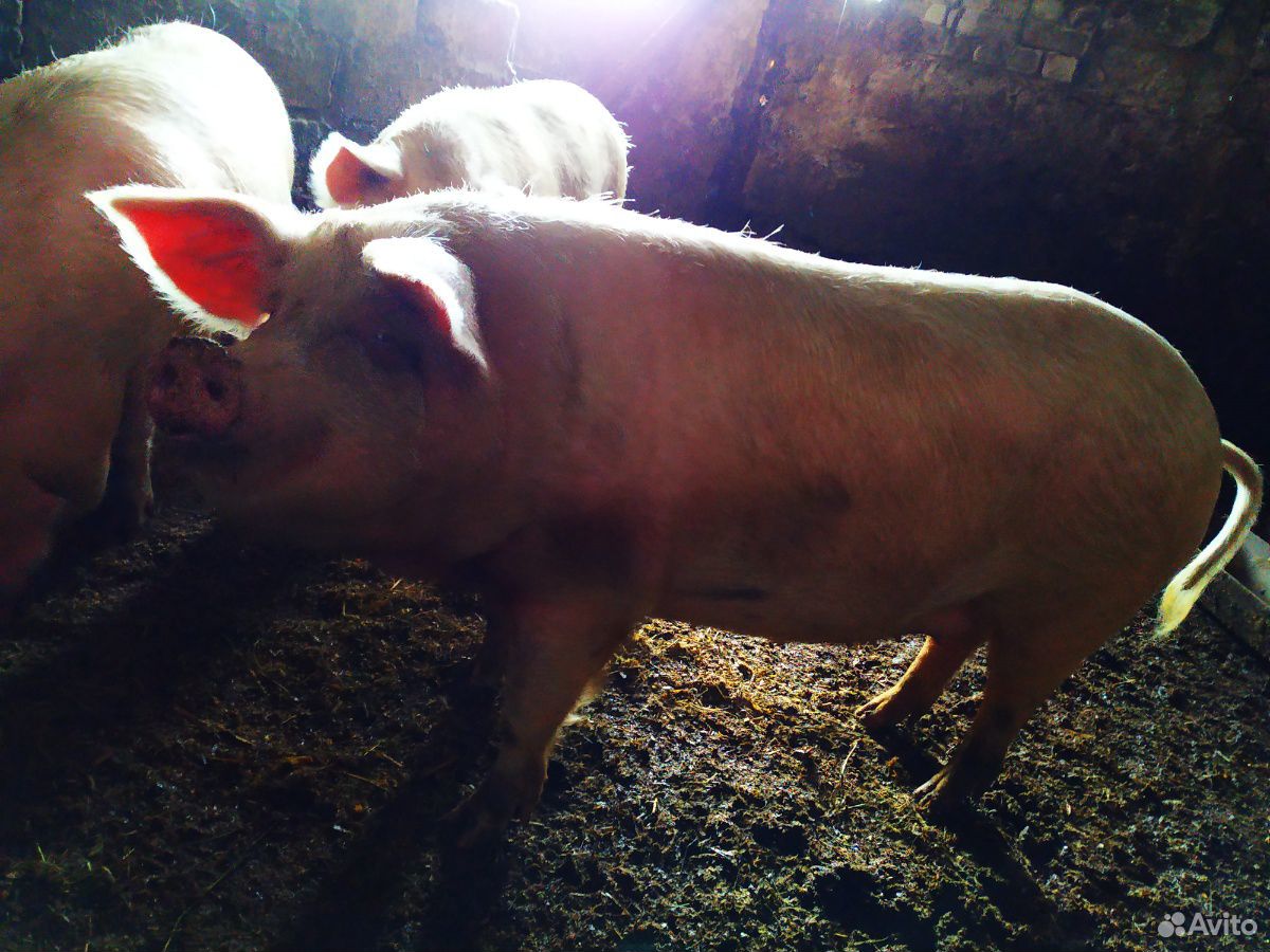 Домашняя свинина купить на Зозу.ру - фотография № 1