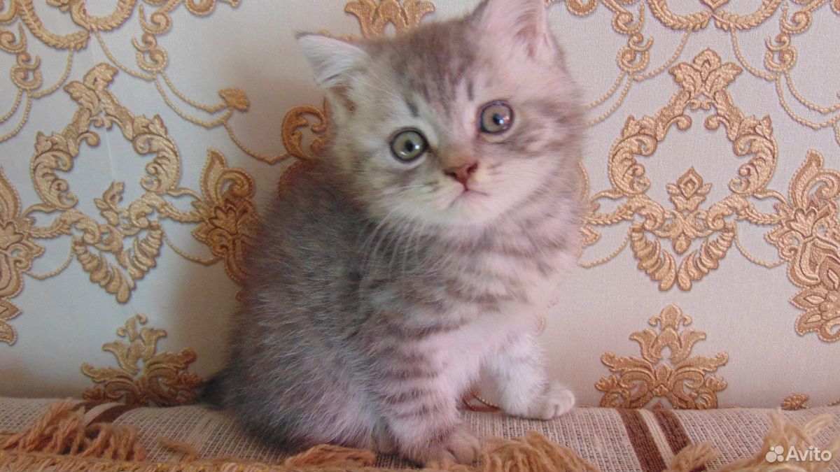 Продам котят купить на Зозу.ру - фотография № 6