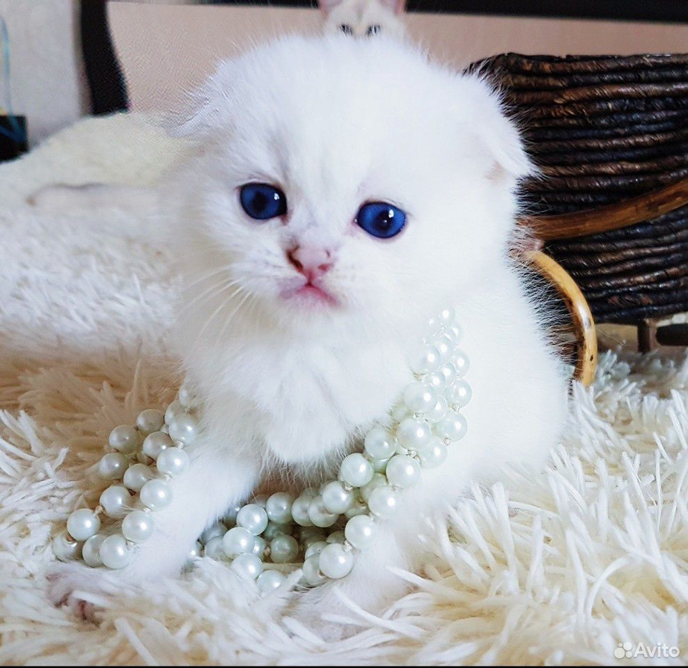 Прекрасный плюшевый котик с синими глазками купить на Зозу.ру - фотография № 8