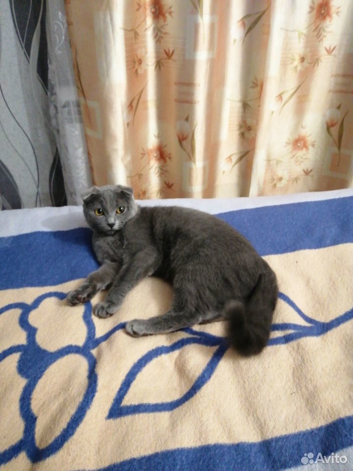 Кошка Боня купить на Зозу.ру - фотография № 4