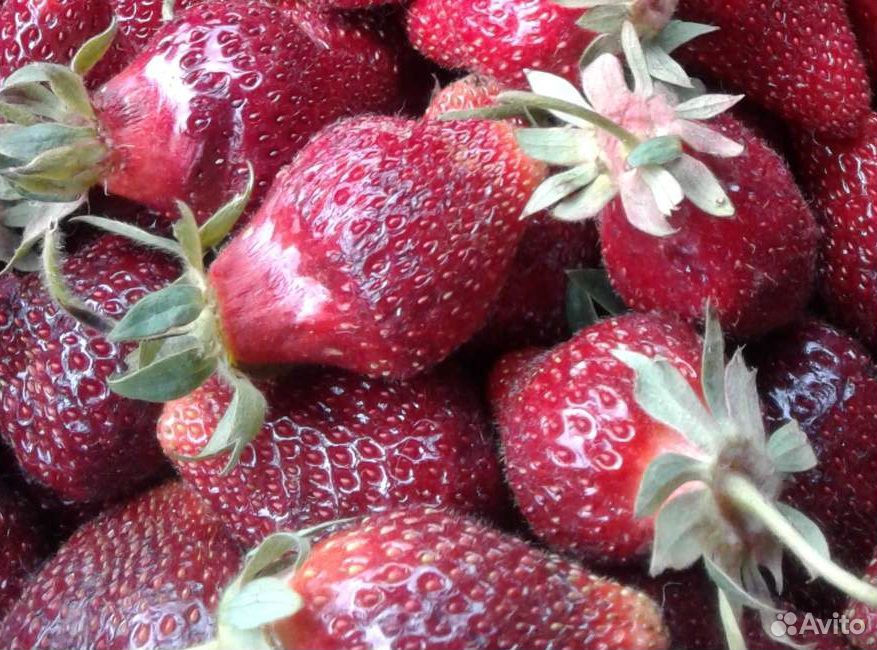 Продам ягоду малины,саженцы клубники купить на Зозу.ру - фотография № 4
