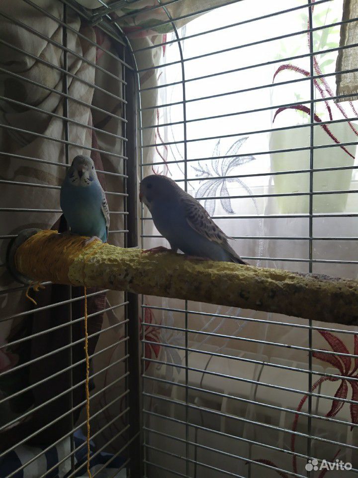 Ручные птенцы волнистых попугаев купить на Зозу.ру - фотография № 2