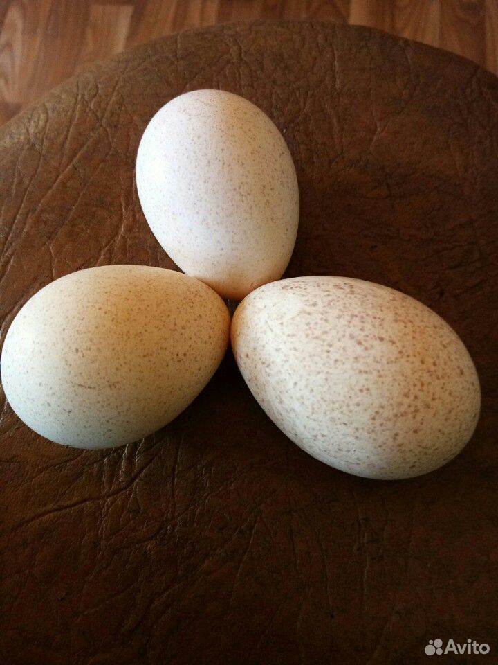 Яйцо индюшинное для инкубации купить на Зозу.ру - фотография № 1