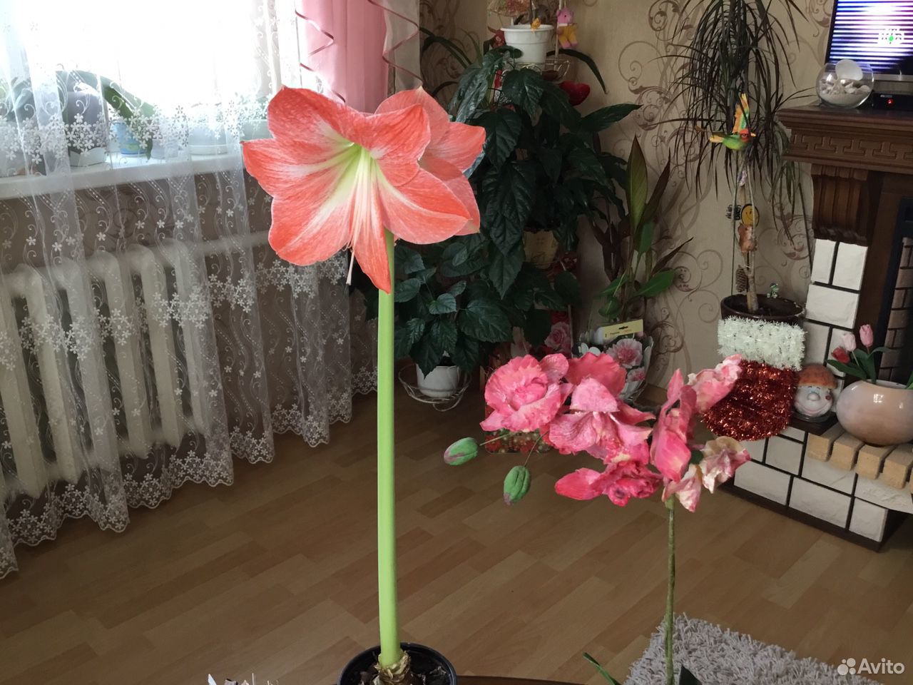Цветы купить на Зозу.ру - фотография № 4