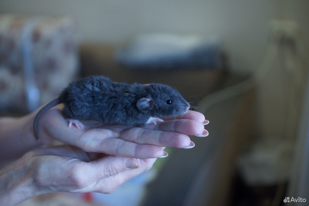 Крысы Дамбо Рекс, крысята купить на Зозу.ру - фотография № 4