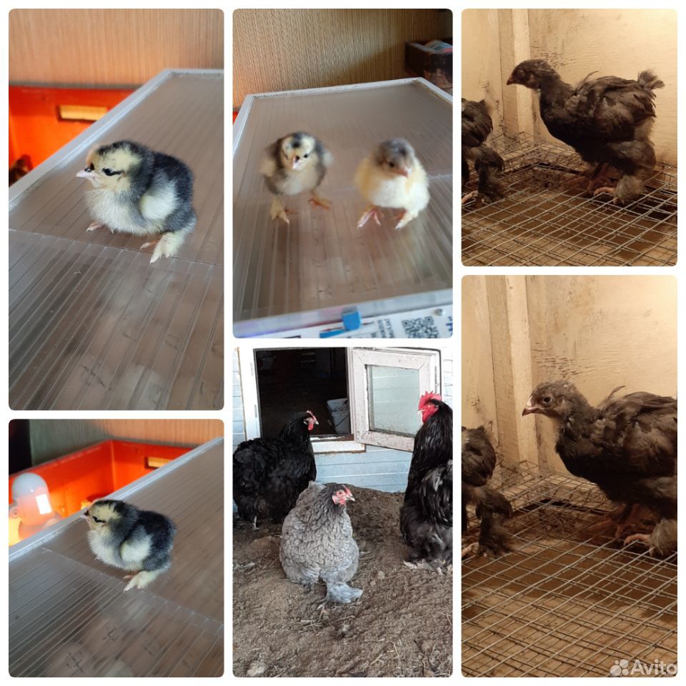 Цыплята породистых кур. Инкубационное яйцо купить на Зозу.ру - фотография № 2
