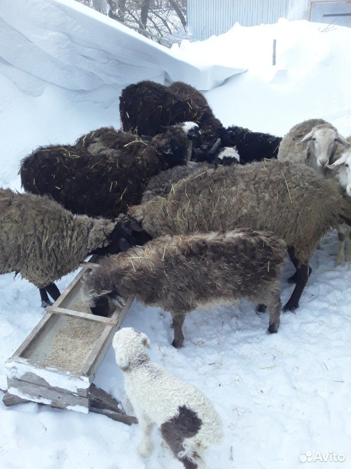 Баран и овцы с ягнятами купить на Зозу.ру - фотография № 1