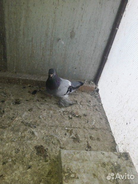 Малоносые голуби купить на Зозу.ру - фотография № 6