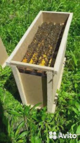 Продается пчелопакеты.пчелы миролюбивые,работящие купить на Зозу.ру - фотография № 1