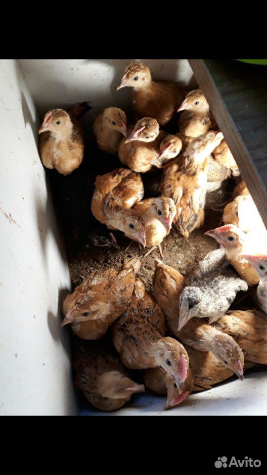 Продам цыплят от 1месяца до 2.8месяца и гусей купить на Зозу.ру - фотография № 5