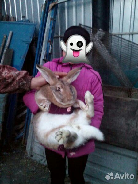 Кролики и крольчата великаны на мясо и разведение купить на Зозу.ру - фотография № 2