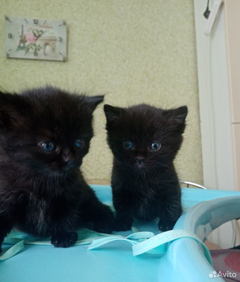 купить котенка в бузулуке. авито бузулук кот. котята бузулук. котята бузулук. метис британца черный дым.