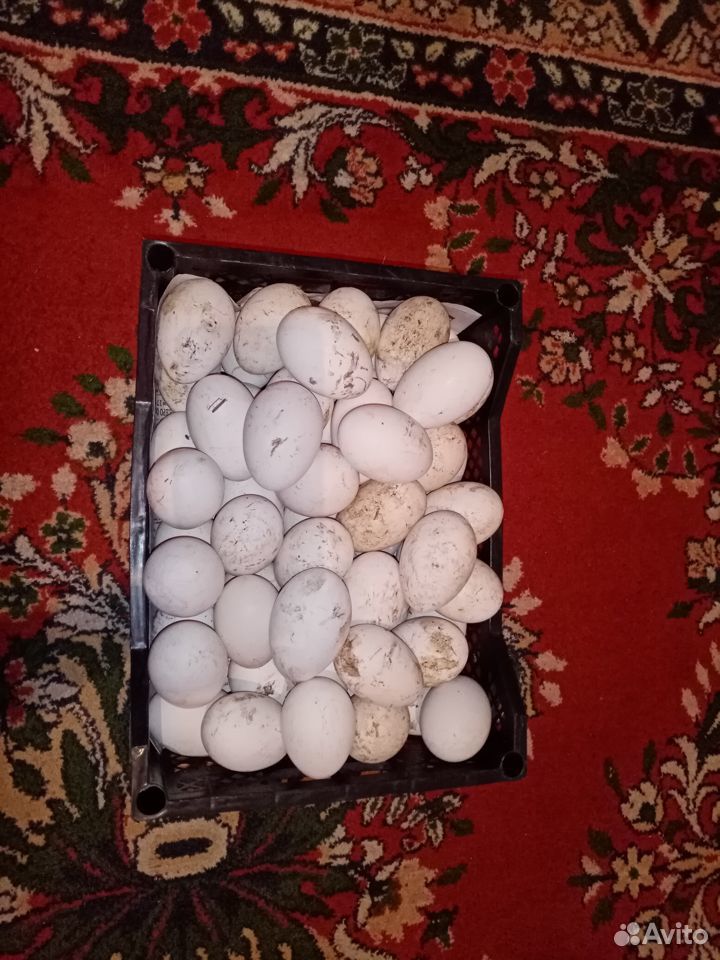 Продаю яйца гусиные для инкубации купить на Зозу.ру - фотография № 2