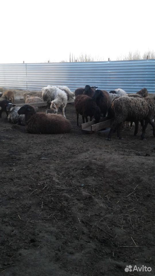 Продам овец, баранов, ягнят купить на Зозу.ру - фотография № 2