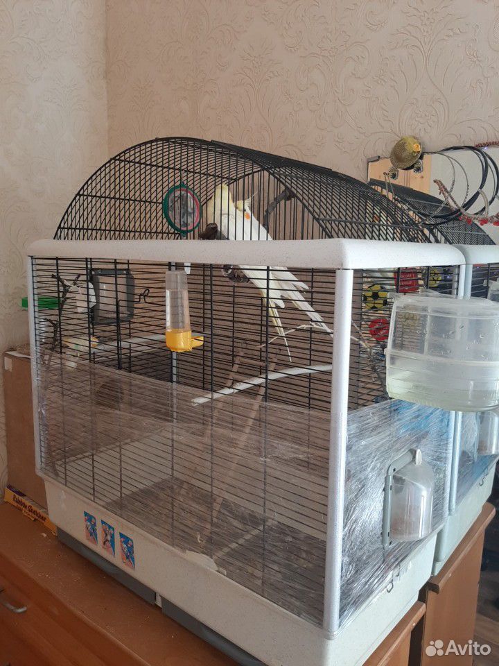 Попугаи с большой клеткой купить на Зозу.ру - фотография № 3