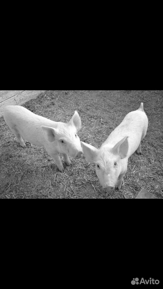 Свиньи месячные купить на Зозу.ру - фотография № 1