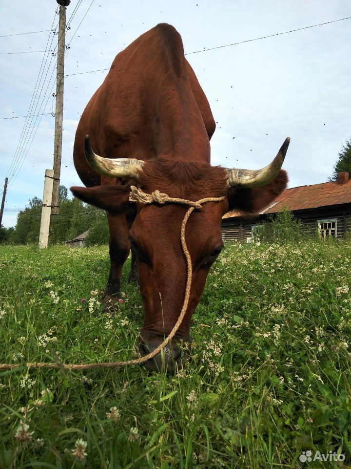 Продам суксунскую корову купить на Зозу.ру - фотография № 8