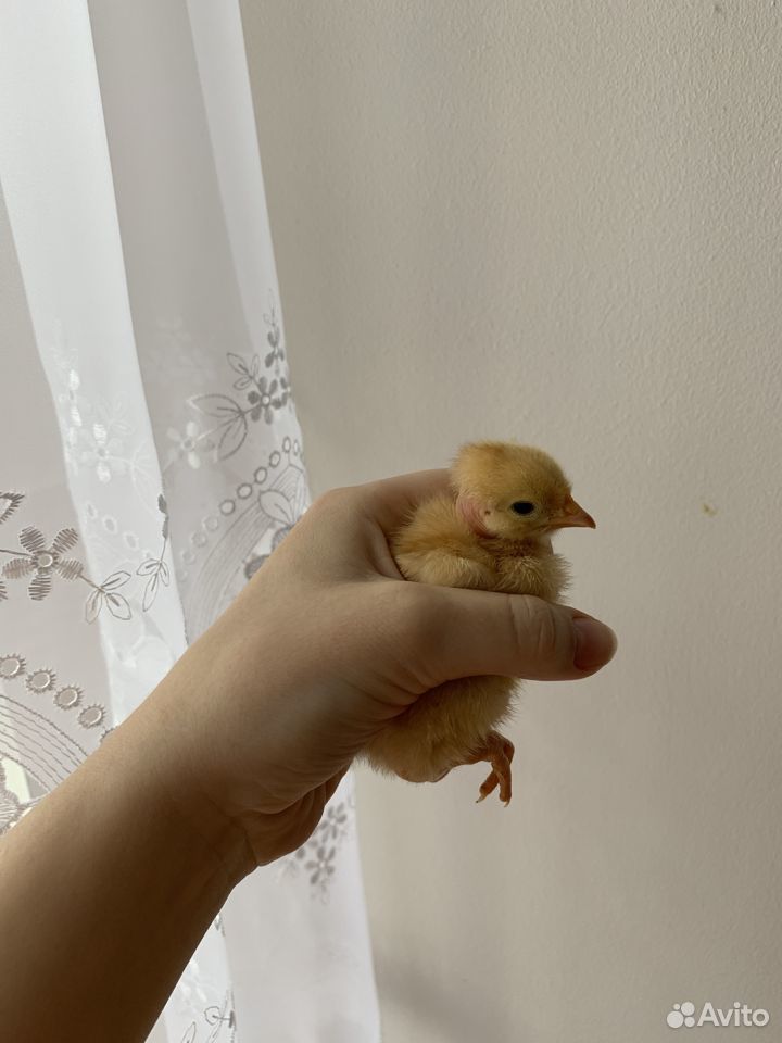 Продаю цыплят (16.04.2020) купить на Зозу.ру - фотография № 1