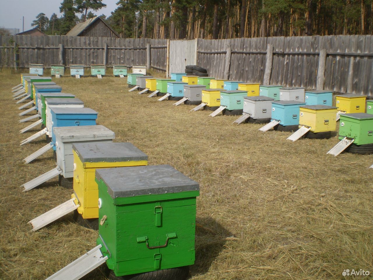 Пчелосемьи продам купить на Зозу.ру - фотография № 1