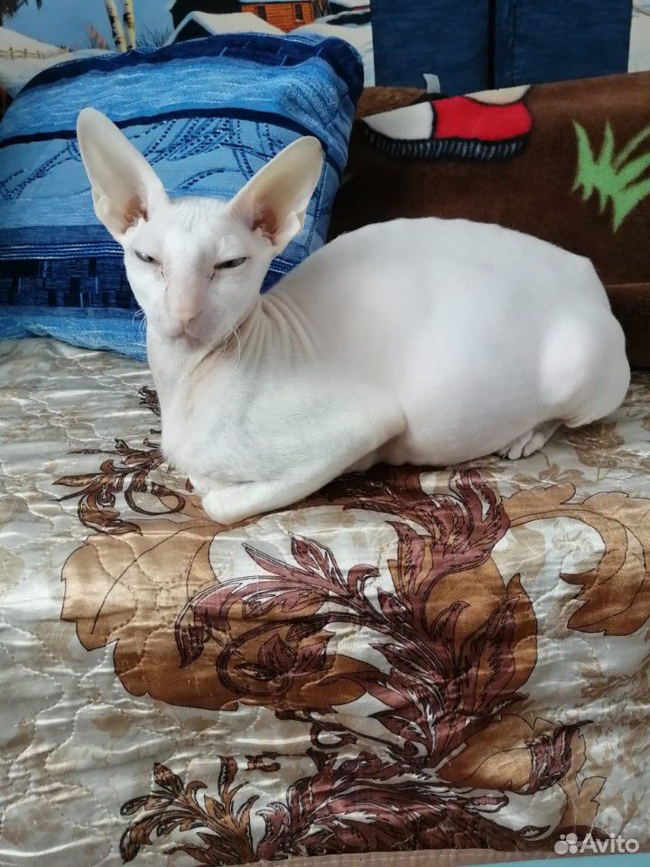 Продаю котят породы корнишрекс цвет белый купить на Зозу.ру - фотография № 4